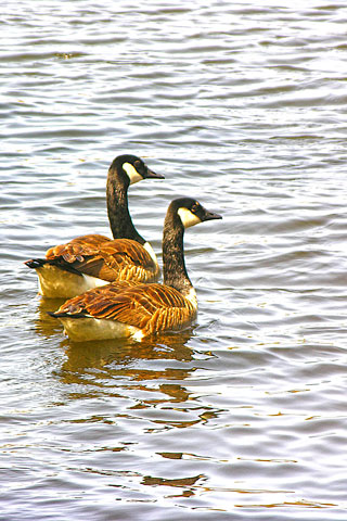 2 Ducks Sideview 2834