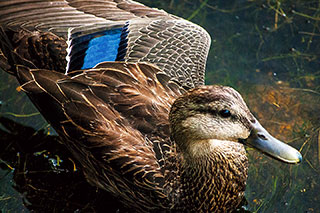 Female Duck Blue Wing