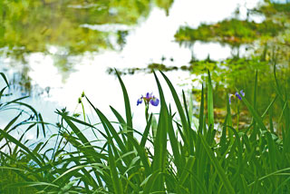 Irises Pond