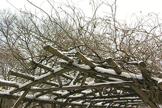 Snow and Birds on Arbor