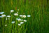 Daisies and Grass