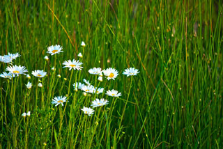 Daisies Grass MAY2896