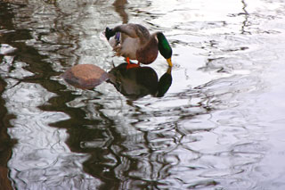 Duck Reflection 1321