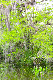Everglades II