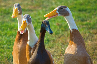 Group Ducks 0060