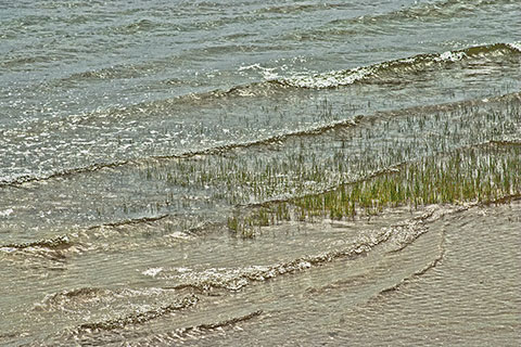 Sea Grass and Foam
