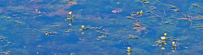 Tiny White Water Plants After Monet GUL0094